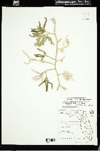 Caulerpa paspaloides f. phleoides image