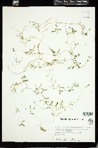 Caulerpa microphysa image