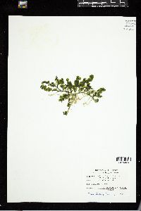 Caulerpa peltata image