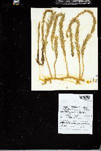 Caulerpa longifolia image