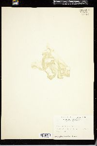 Chaetomorpha gracilis image