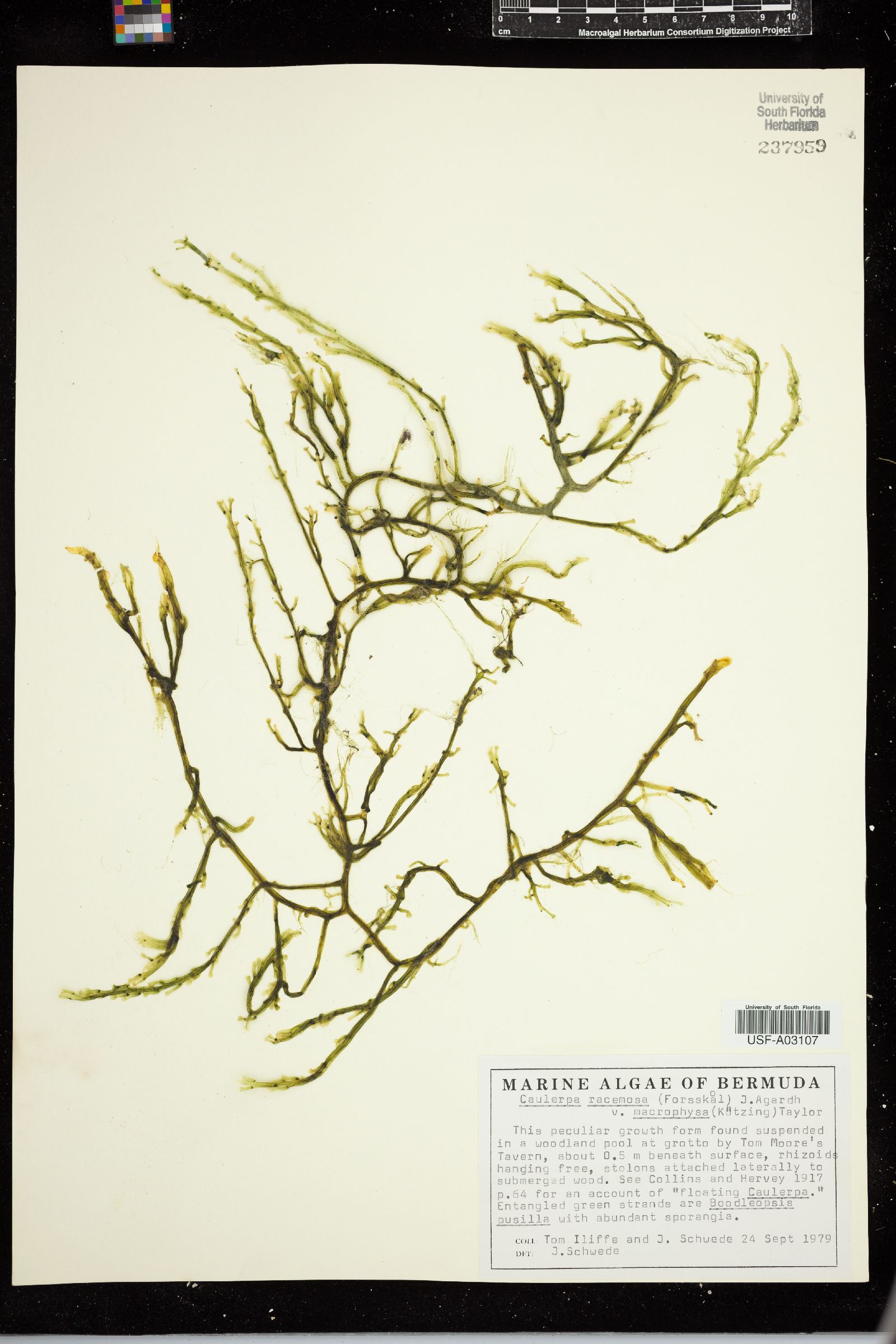 Caulerpa racemosa var. macrophysa image