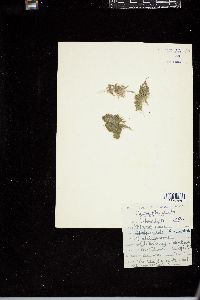 Cladophoropsis membranacea image