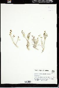 Cymopolia barbata image