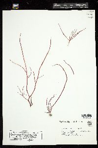 Eucheuma nudum image