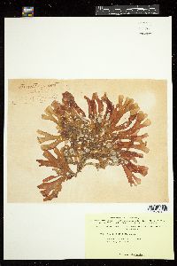 Rhodymenia wilsonis image