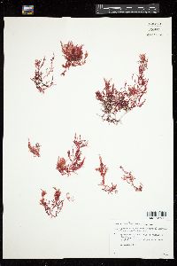 Asparagopsis hamifera image