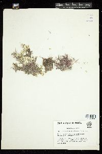 Amphiroa fragilissima image