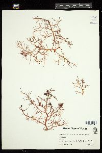 Agardhiella ramosissima image