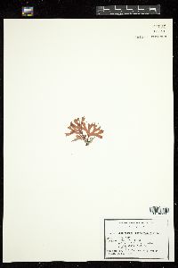 Leptofauchea rhodymenioides image
