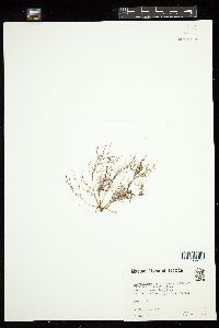 Polysiphonia hemisphaerica image