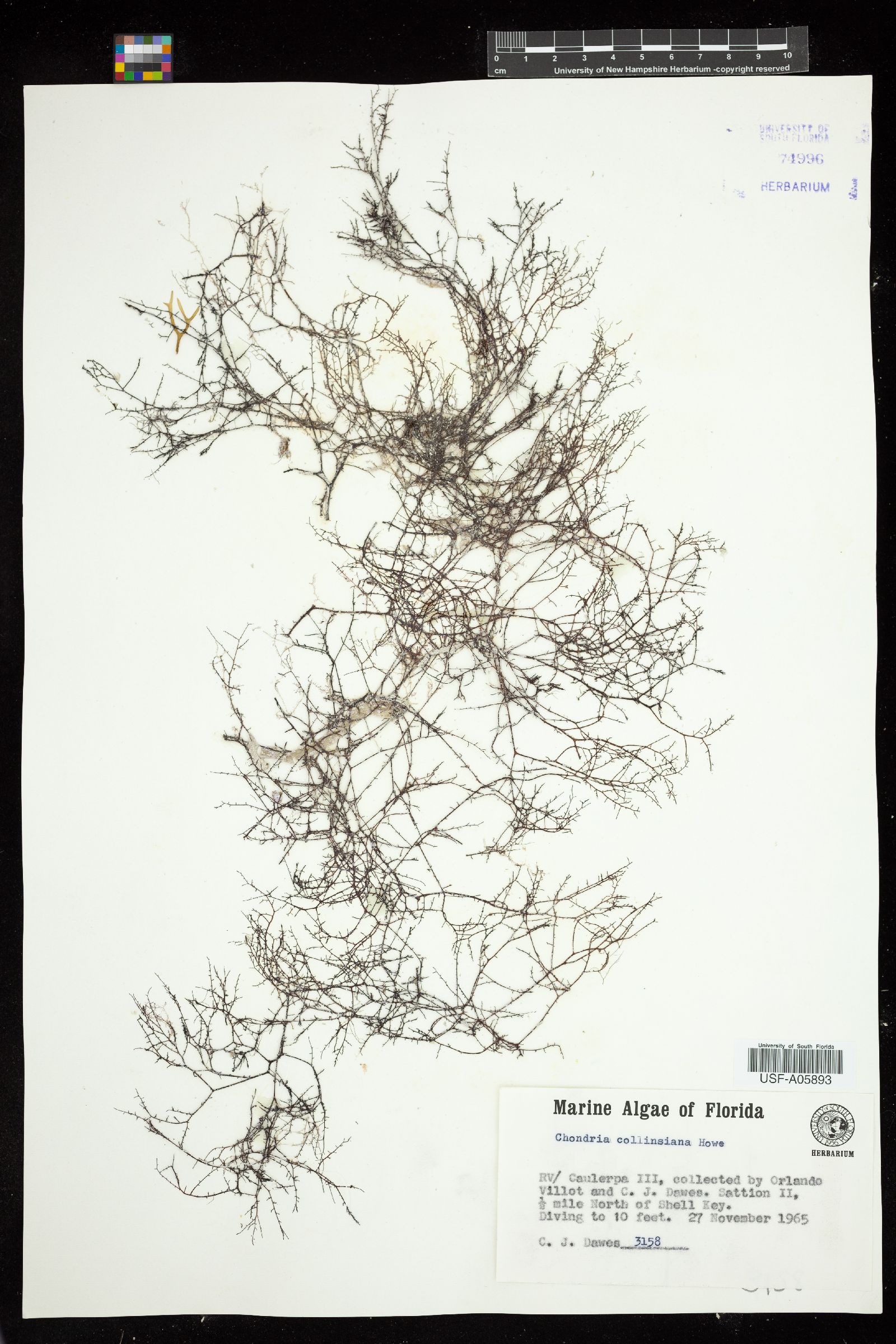 Chondria collinsiana image