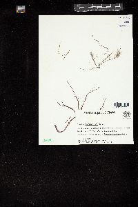 Gracilaria blodgettii image