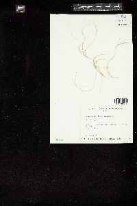 Gracilaria blodgettii image