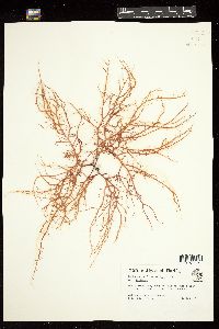 Eucheuma isiforme image