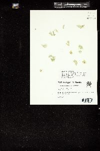 Halimeda gracilis image