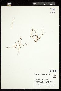 Gracilaria blodgettii image