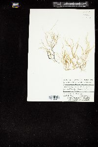 Gracilaria verrucosa image