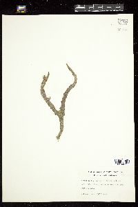 Herposiphonia tenella image