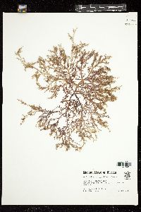 Meristotheca gelidium image