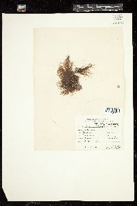 Polysiphonia hapalacantha image