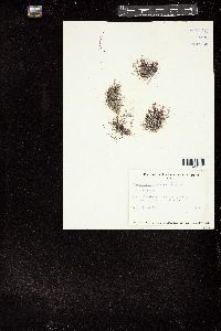 Gelidium americanum image