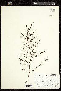 Stephanocystis setchellii image