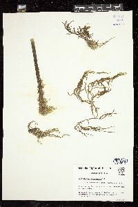 Cladosiphon occidentalis image