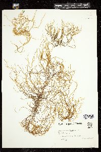 Cladosiphon occidentalis image