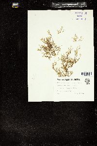 Dictyota cervicornis image