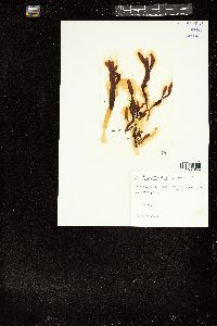 Dictyopteris muelleri image