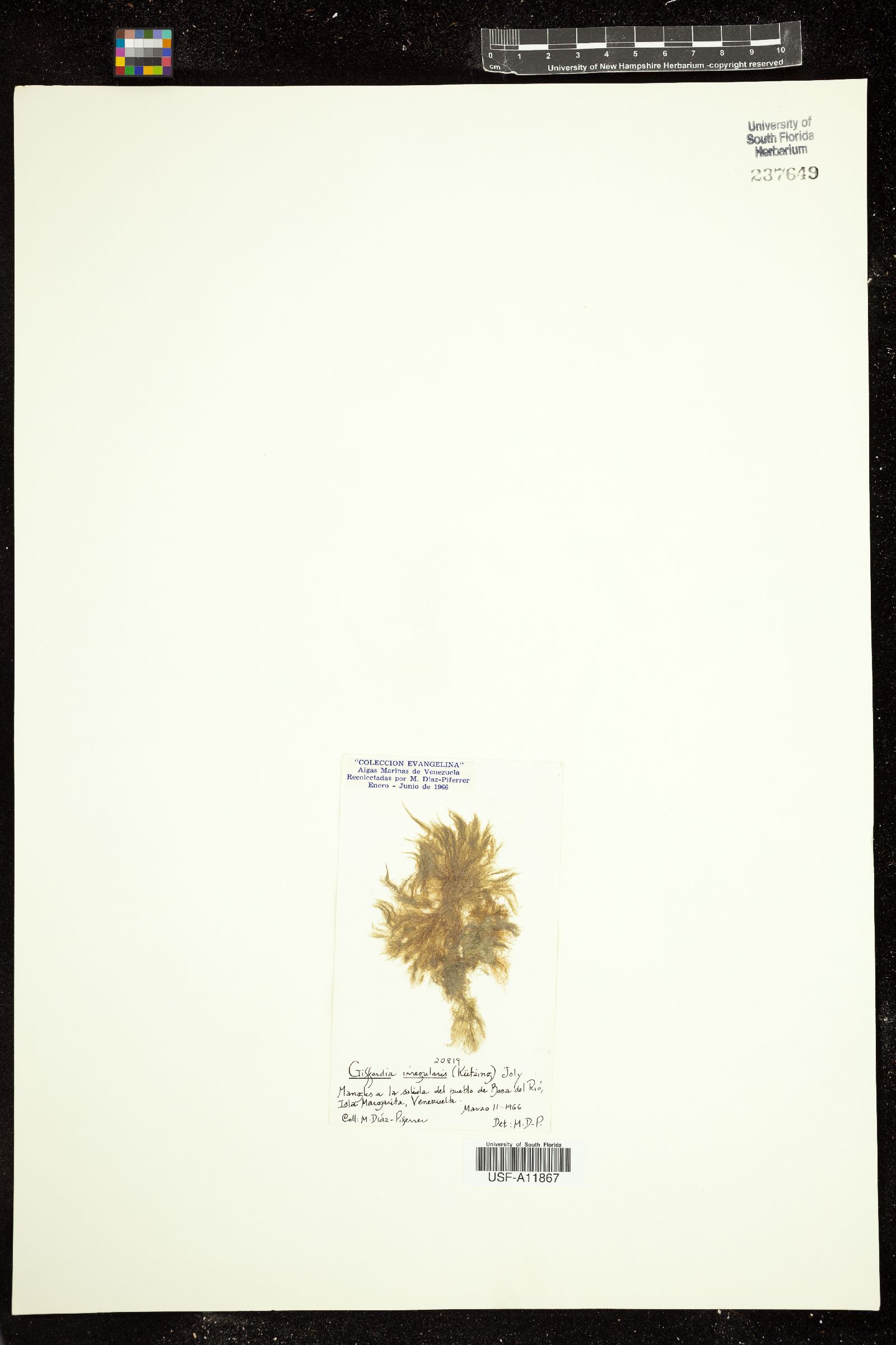 Feldmannia irregularis image
