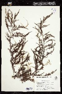 Sargassum acinarium image