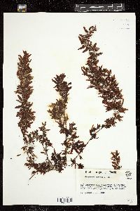 Sargassum hystrix image