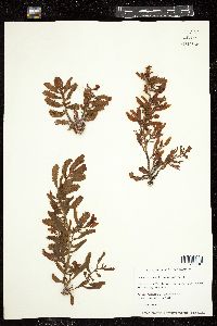 Sargassum echinocarpum image