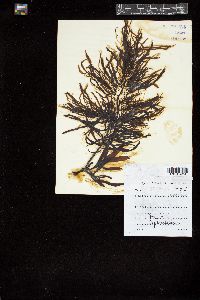 Sargassum laevigatum image