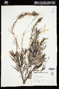 Sargassum pteropleuron image