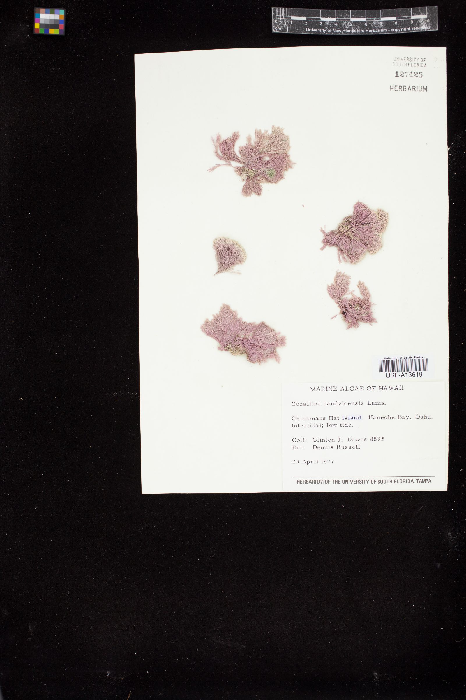 Corallina sandwicensis image