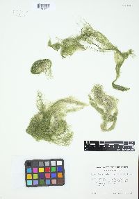 Pithophora roettleri image