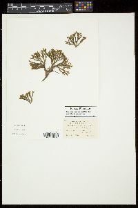 Cladostephus spongiosus image