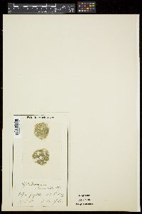 Cylindrospermum humicola image