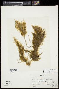 Ectocarpus siliculosus var. dasycarpus image