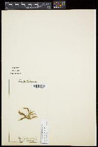 Ectocarpus flagelliformis image
