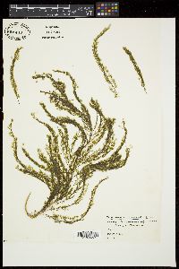 Encyothalia cliftonii image