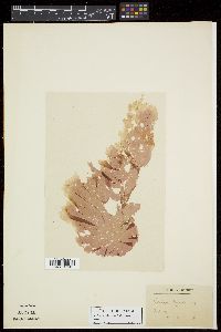 Erythroglossum laciniatum image