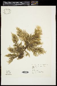 Gloiocladia australe image