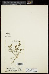 Halopteris paniculata image