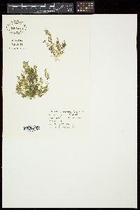 Helminthora australis image
