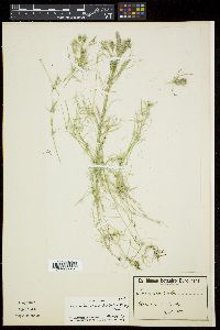 Lychnothamnus barbatus image