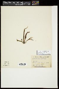 Mastocarpus papillatus image